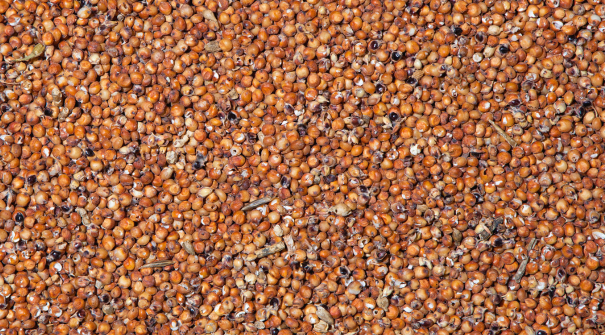 Sorgo