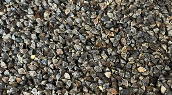 Trigo Mourisco
