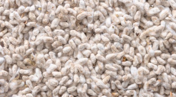 Caro�o de Algod�o 