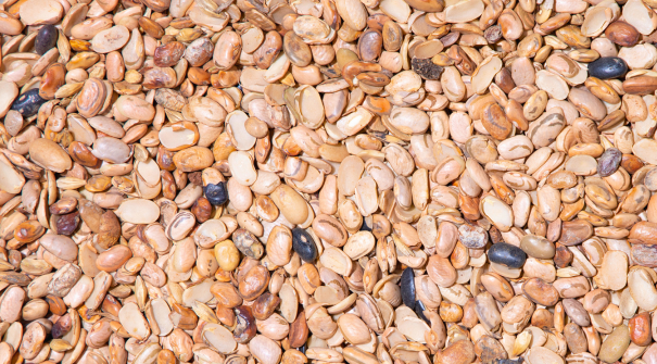 Bandinha de Feij�o