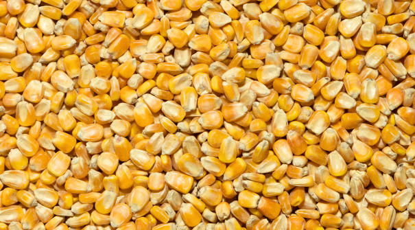 Milho em Gr�os 